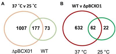 The influence of extrachromosomal elements in the anthrax “cross-over” strain Bacillus cereus G9241